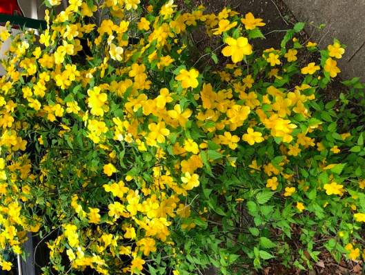 Brooklyn Flowers, Brooklyn Memories